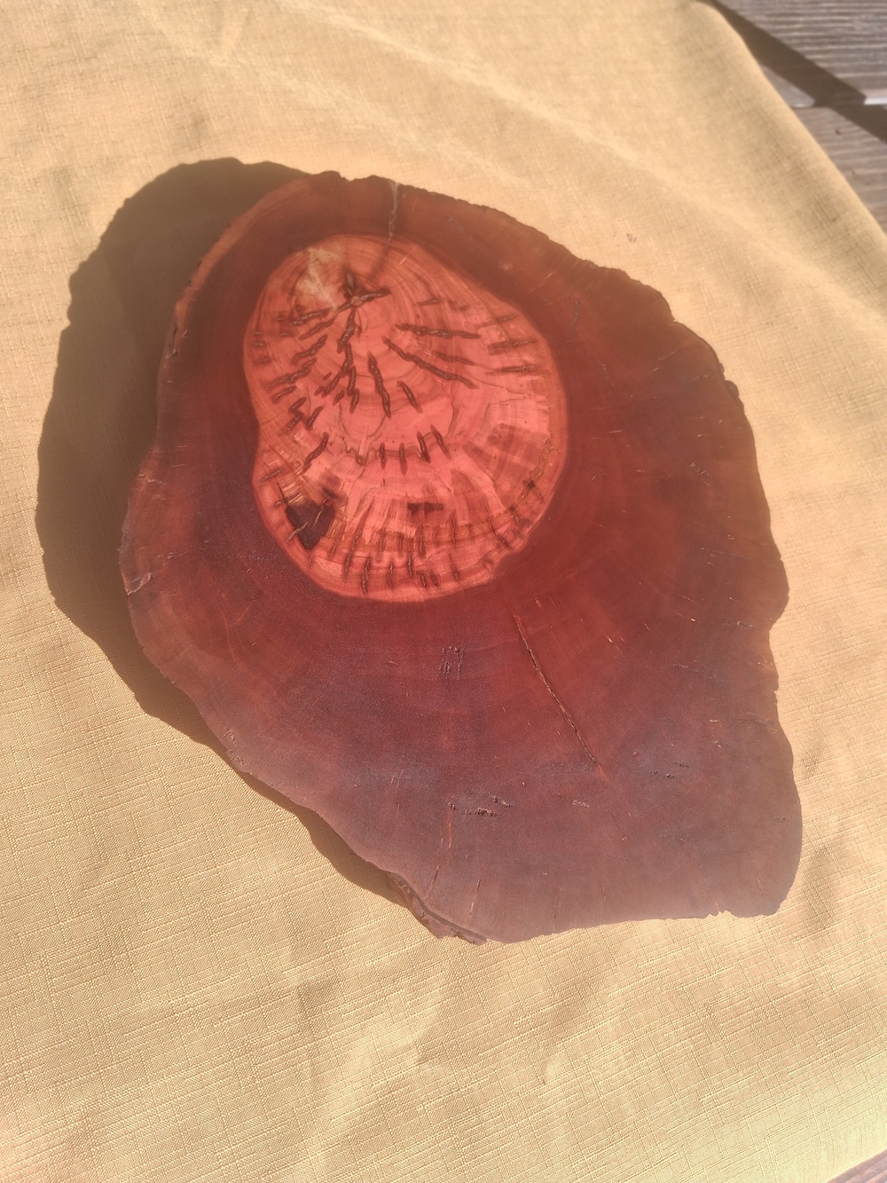 RARE 1925 Fullerton Pepperwood Live Edge Slab 15” x 2.5” - Picture 7 of 10